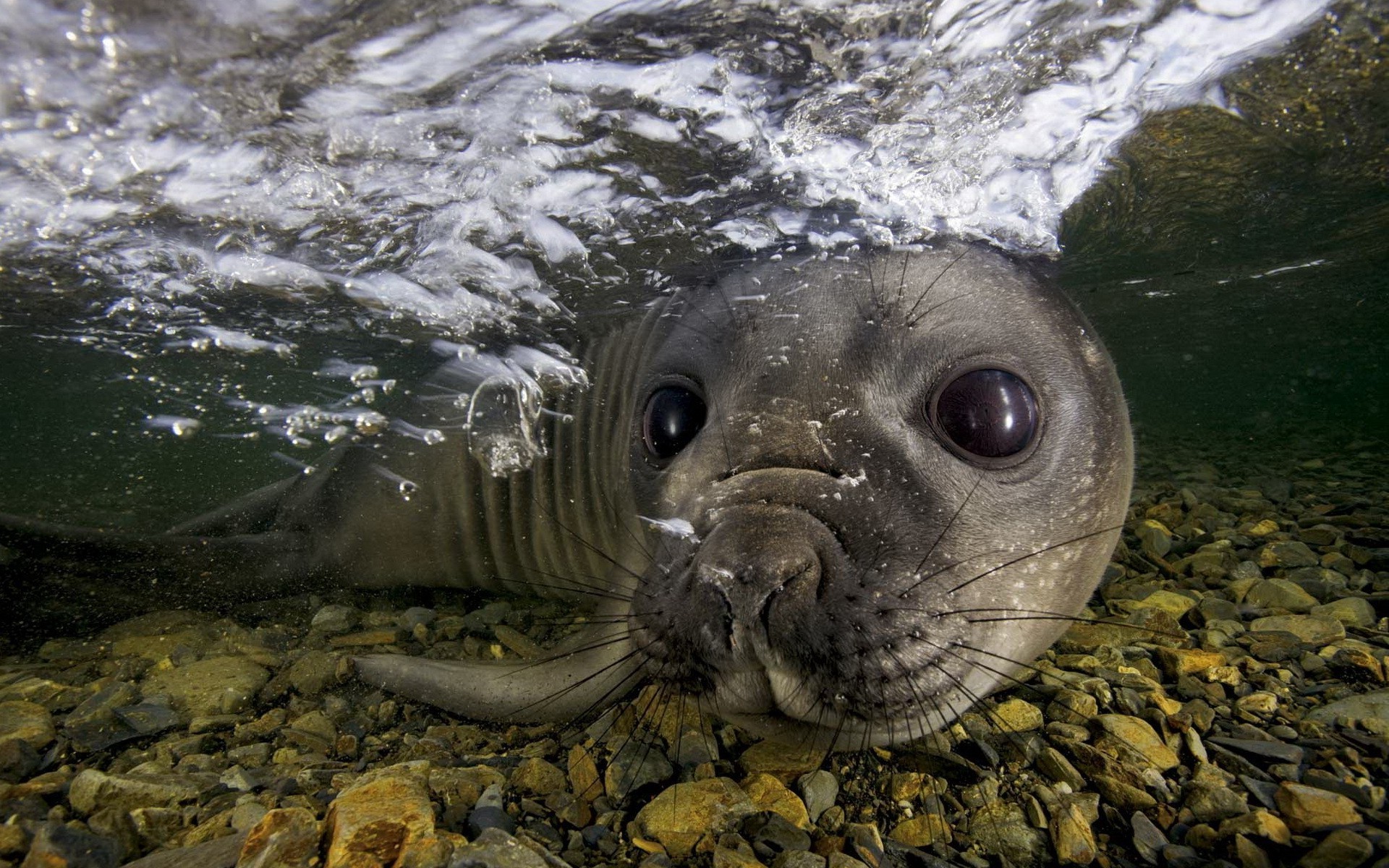 animals, Nature, Seals Wallpaper