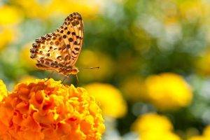 nature, Butterfly, Marigolds, Insect