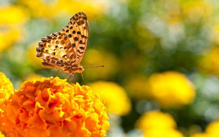 nature, Butterfly, Marigolds, Insect HD Wallpaper Desktop Background