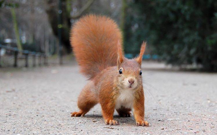 animals, Nature, Squirrel HD Wallpaper Desktop Background