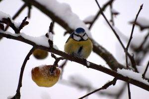 birds, Snow, Branch, Nature, Twigs, Titmouse