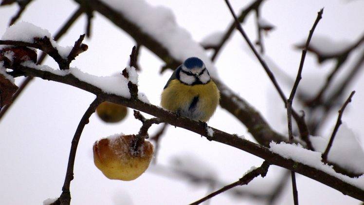 birds, Snow, Branch, Nature, Twigs, Titmouse HD Wallpaper Desktop Background