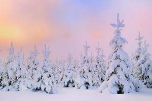 nature, Forest, Snow, Winter