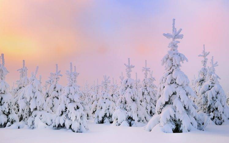 nature, Forest, Snow, Winter HD Wallpaper Desktop Background