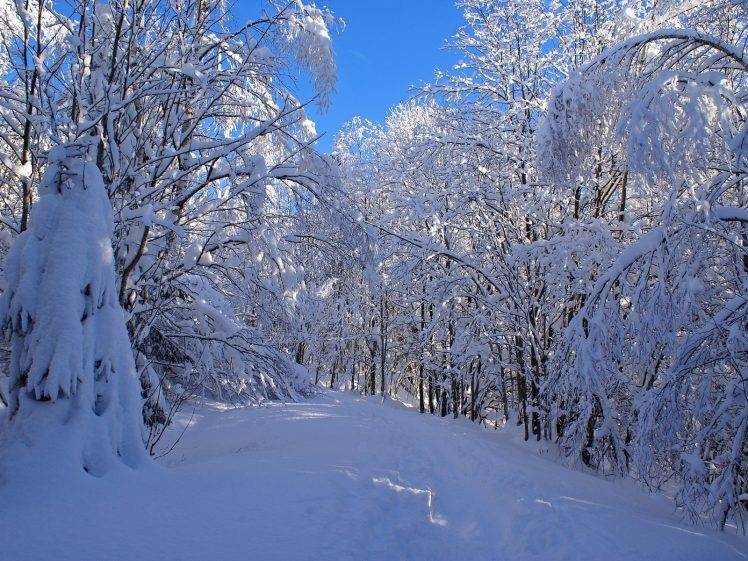 nature, Trees, Snow, Landscape HD Wallpaper Desktop Background