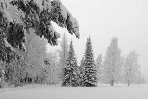 nature, Trees, Snow, Winter