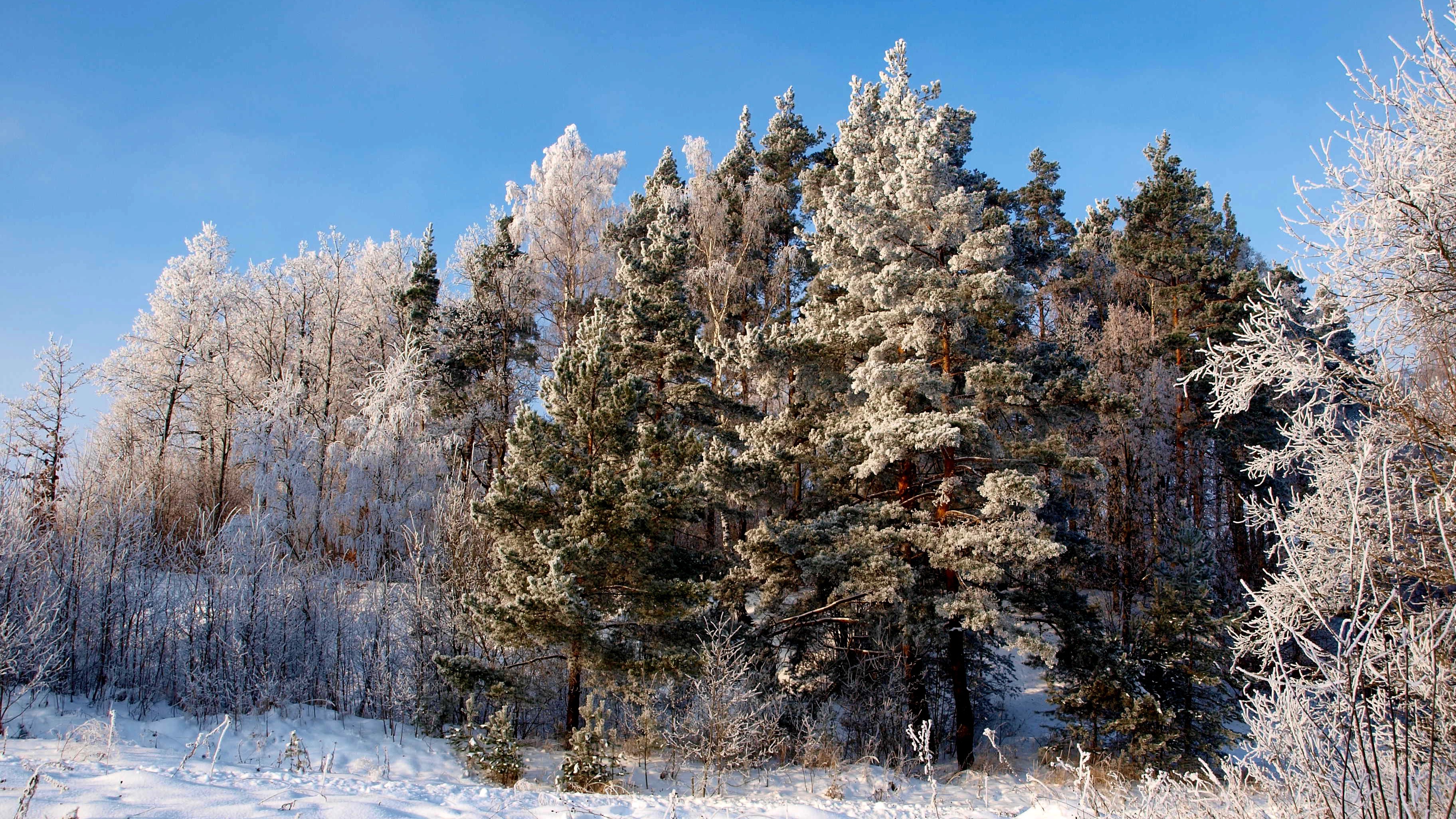 nature, Trees, Snow Wallpaper