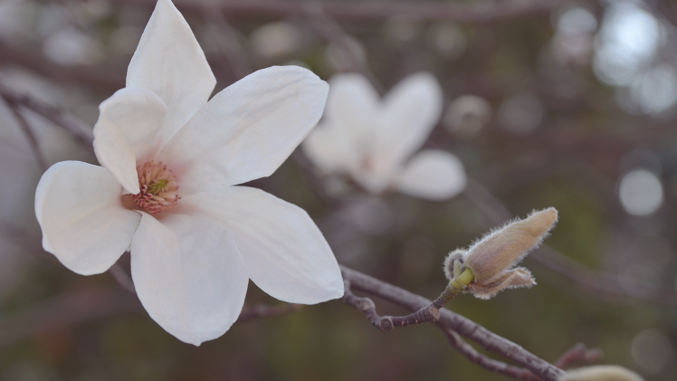 magnolia, Flowers, Blossoms, Depth Of Field, Macro HD Wallpaper Desktop Background