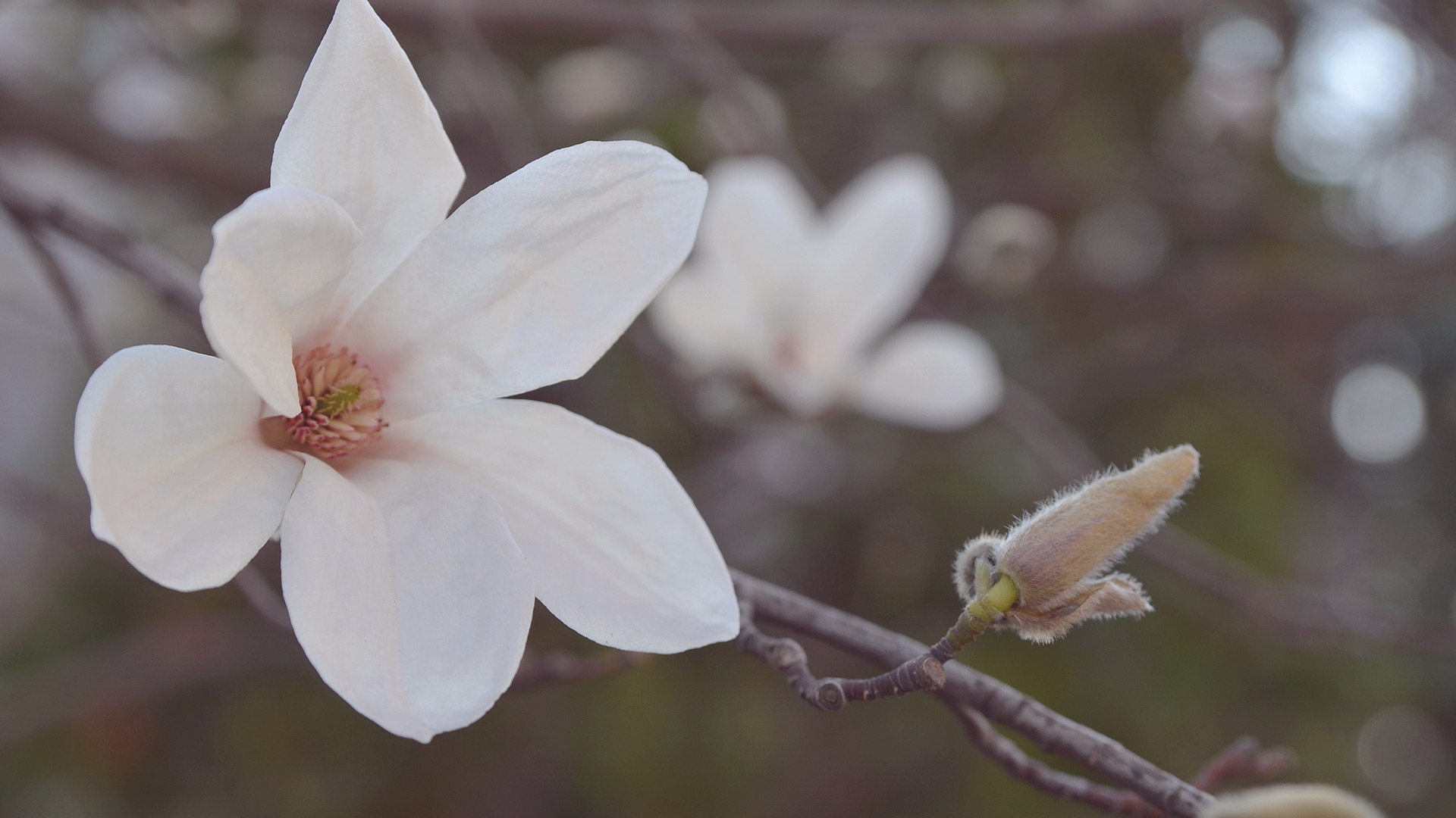 magnolia, Flowers, Blossoms, Depth Of Field, Macro Wallpaper