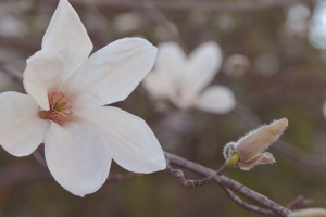 magnolia, Flowers, Depth Of Field, Blossoms