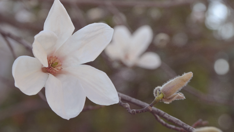 magnolia, Flowers, Depth Of Field, Blossoms HD Wallpaper Desktop Background