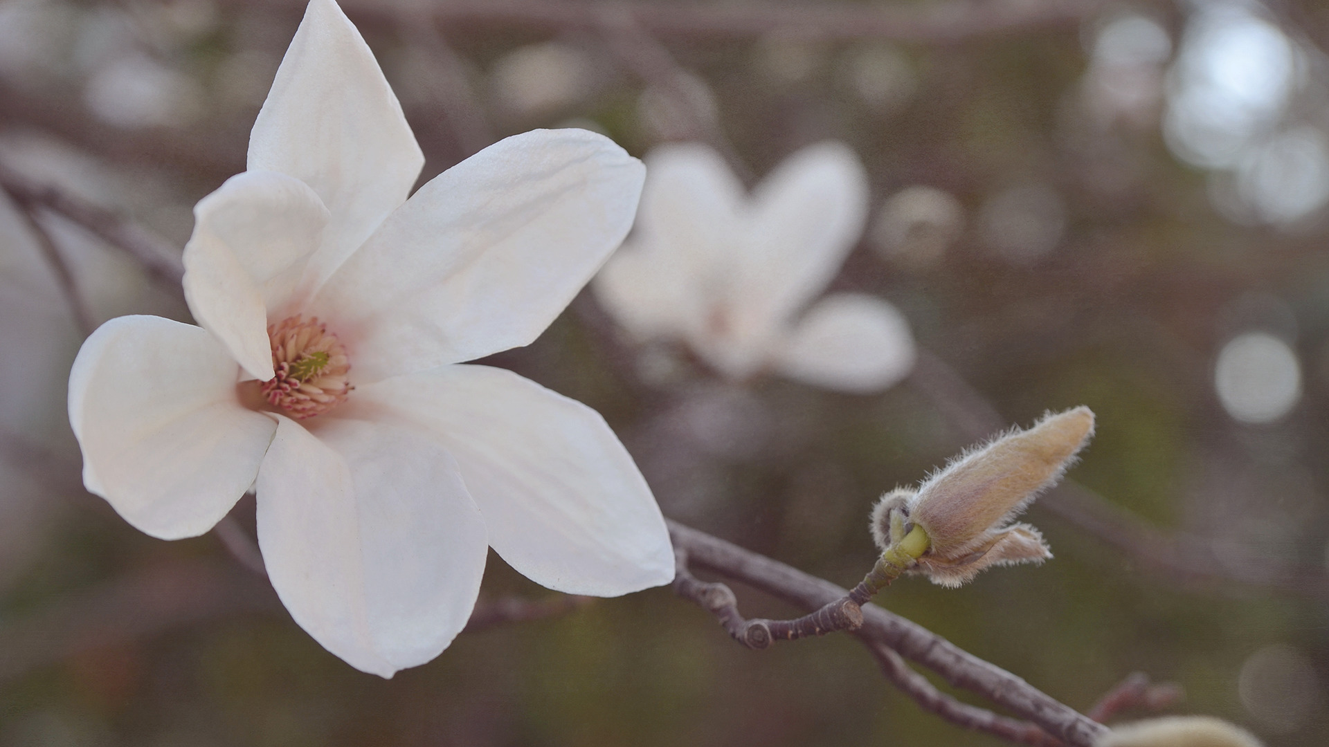 magnolia, Flowers, Depth Of Field, Blossoms Wallpaper
