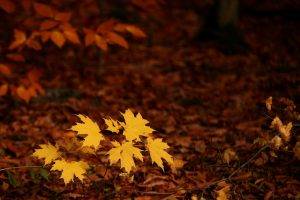 fall, Seasons, Forest, Leaves, Nature