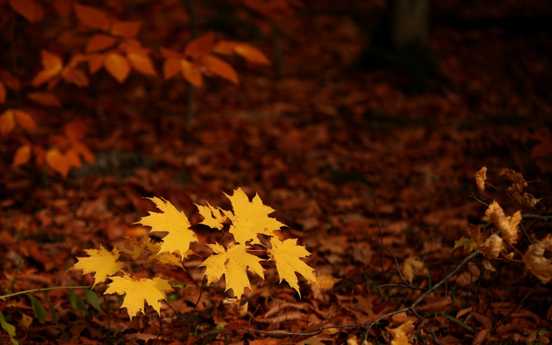 fall, Seasons, Forest, Leaves, Nature Wallpaper