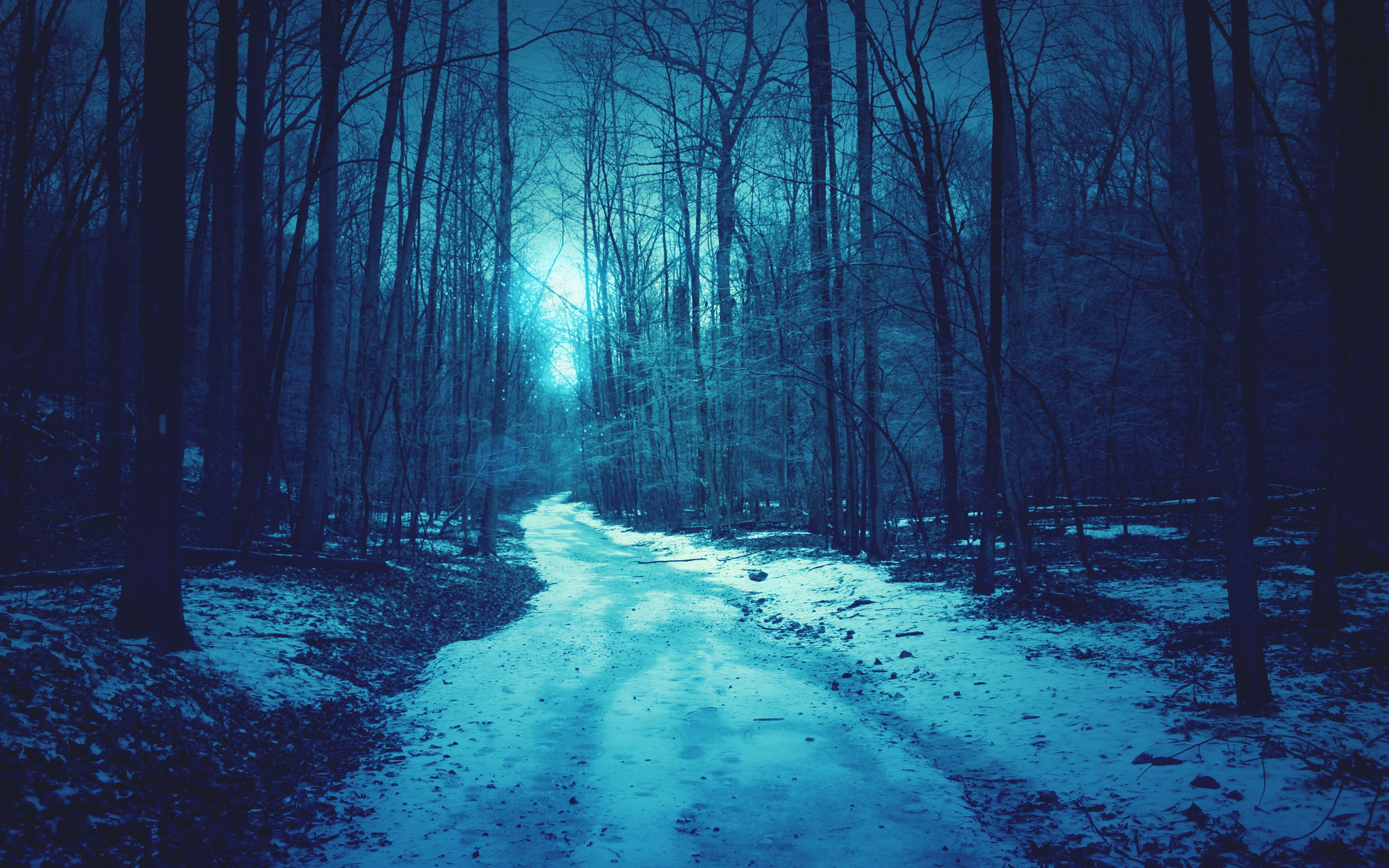 nature, Forest, Snow, Path, Trees, Dirt Road Wallpaper