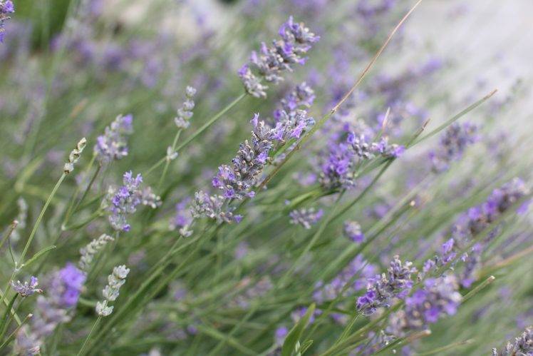 nature, Flowers, Lavender HD Wallpaper Desktop Background