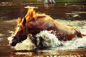 horse, Water, River