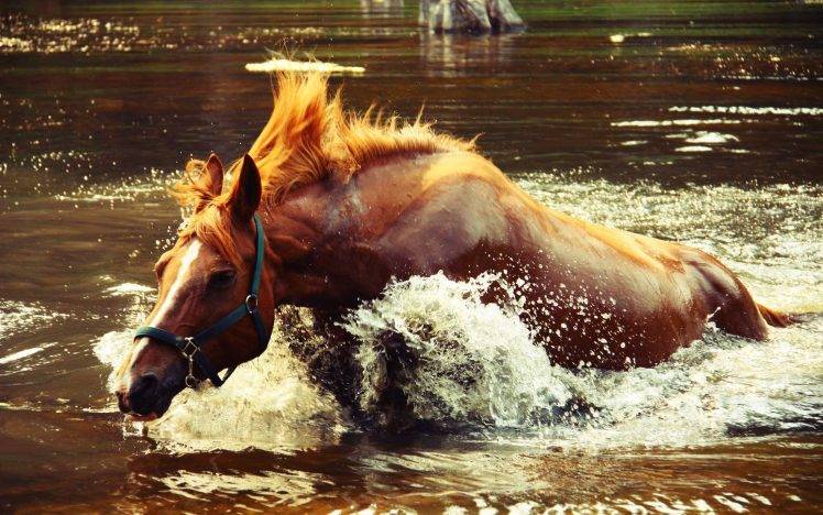 horse, Water, River HD Wallpaper Desktop Background