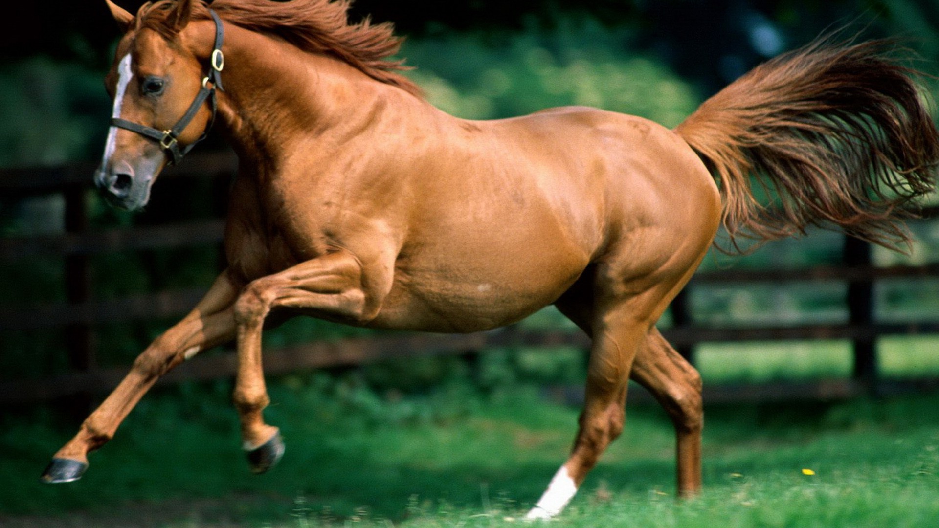 horse, Animals Wallpaper