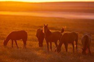 horse, Sunset, Animals, Sunlight, Field