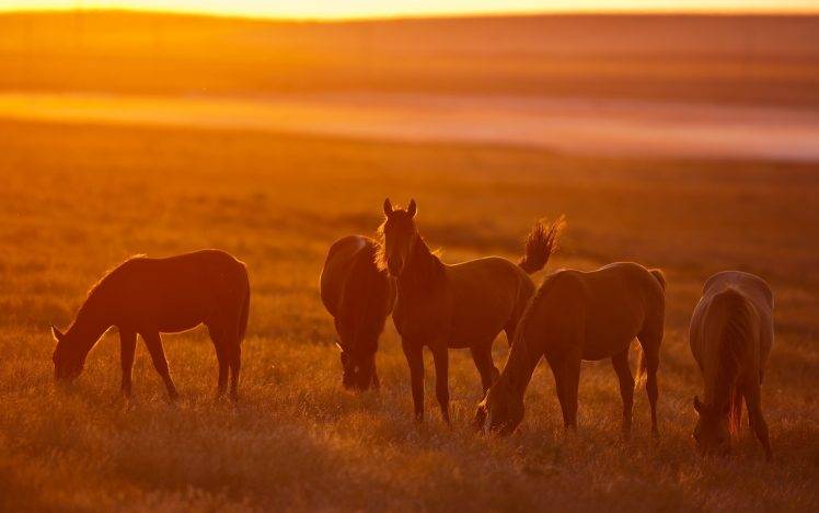 horse, Sunset, Animals, Sunlight, Field HD Wallpaper Desktop Background