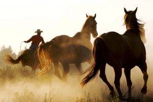 horse, Animals, Cowboys, Western