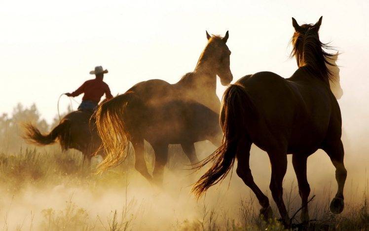 horse, Animals, Cowboys, Western HD Wallpaper Desktop Background