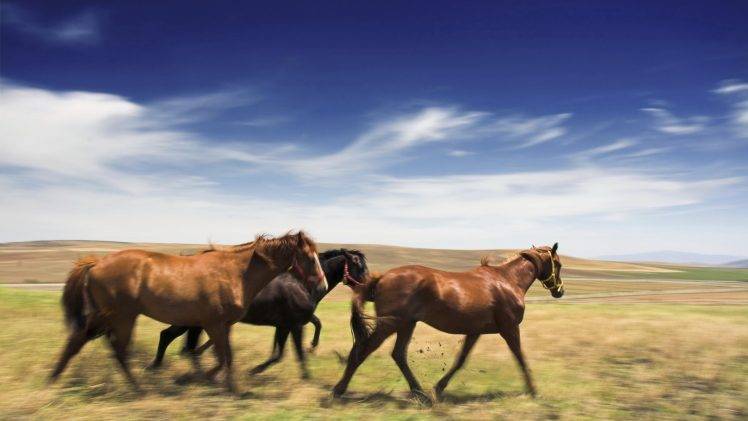 horse, Animals HD Wallpaper Desktop Background