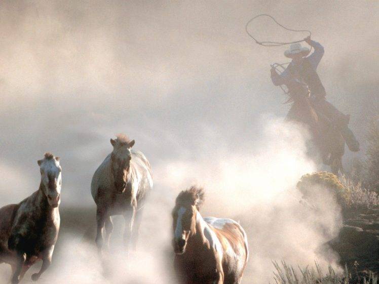 horse, Cowboys, Western, Animals HD Wallpaper Desktop Background