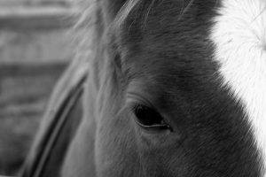 horse, Animals, Monochrome, Eyes