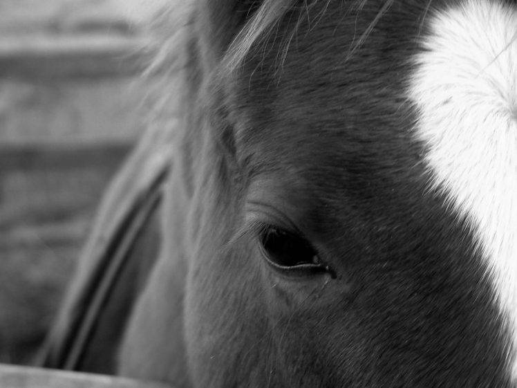 horse, Animals, Monochrome, Eyes HD Wallpaper Desktop Background