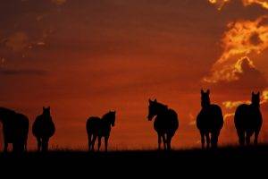 horse, Animals, Sunset