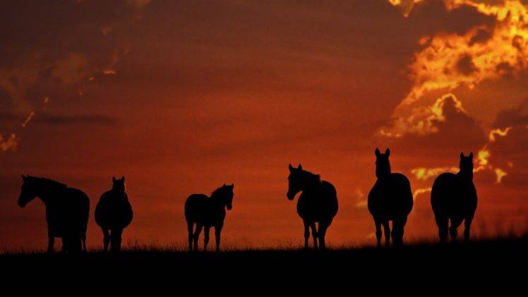 horse, Animals, Sunset HD Wallpaper Desktop Background