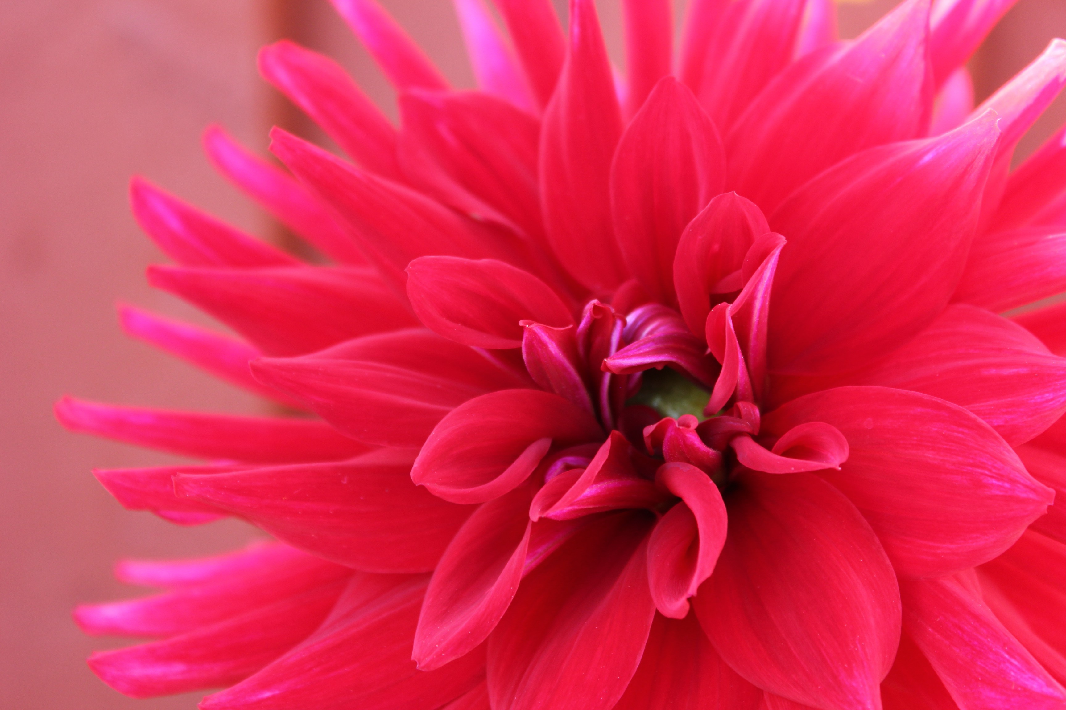 pink, Pink Flowers, Flowers, Macro Wallpapers HD / Desktop and Mobile ...