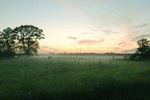landscape, Field, Mist