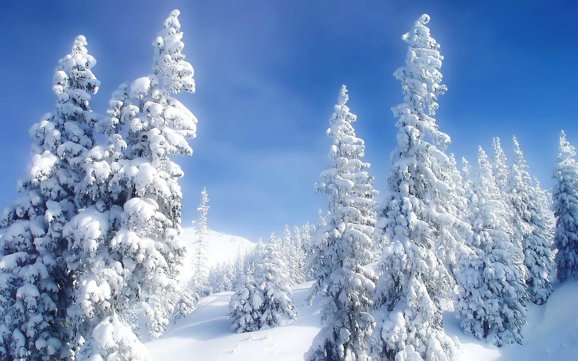 landscape, Forest, Snow Wallpaper