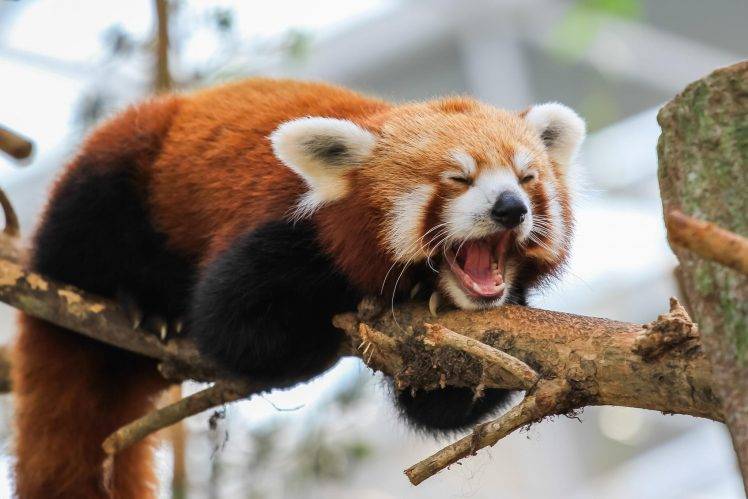 red Panda, Nature, Animals HD Wallpaper Desktop Background