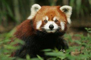 red Panda, Nature