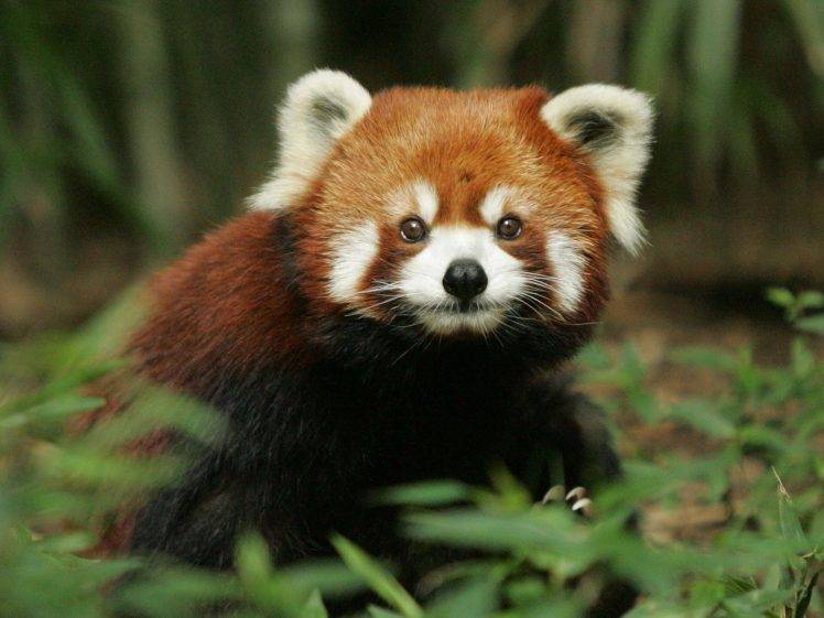 red Panda, Nature HD Wallpaper Desktop Background