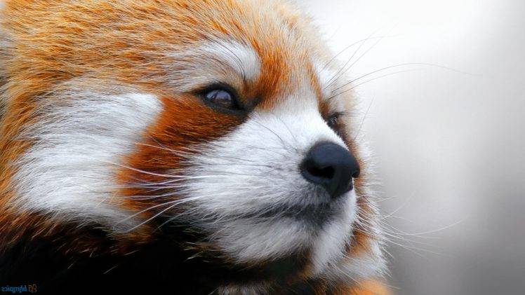 red Panda, Animals HD Wallpaper Desktop Background