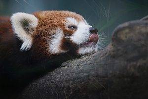 red Panda, Nature