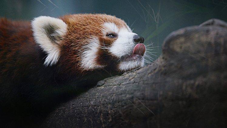 red Panda, Nature HD Wallpaper Desktop Background