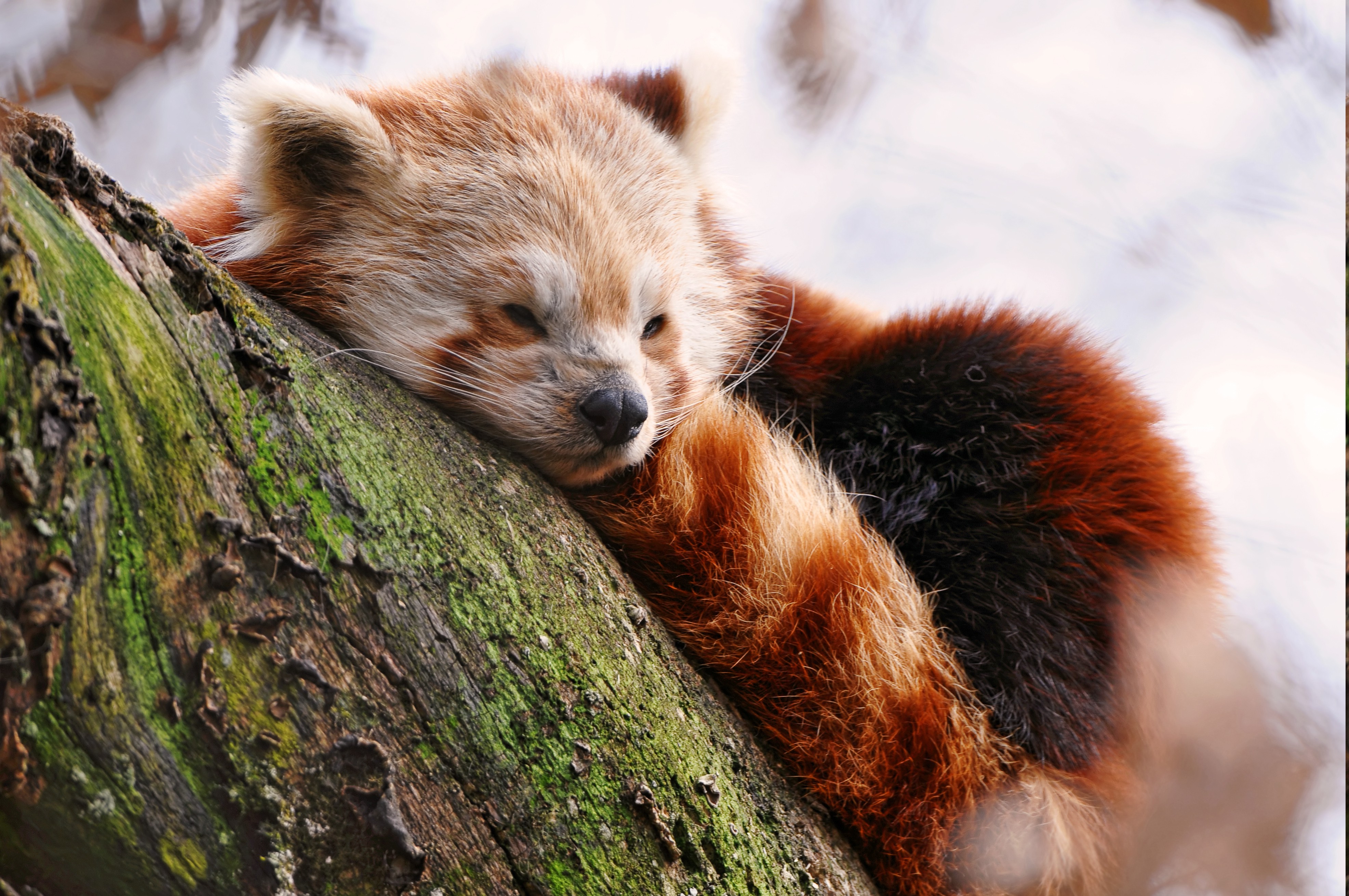 nature, Red Panda, Animals, Mammals Wallpaper