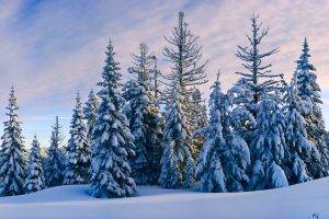 landscape, Trees, Snow