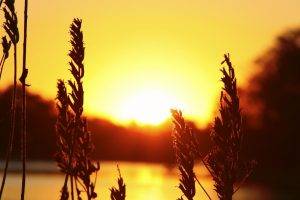 sunlight, Silhouette, Plants, Nature, Spikelets