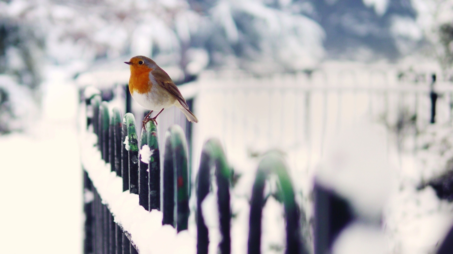 animals, Birds, Winter, Snow, Robins Wallpaper
