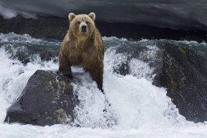 animals, Nature, Bears, Polar Bears