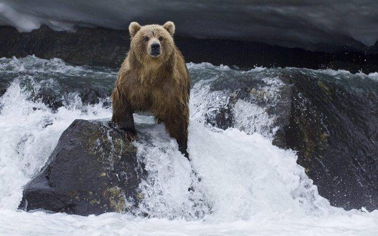 animals, Nature, Bears, Polar Bears HD Wallpaper Desktop Background