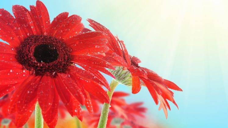 red Flowers, Flowers HD Wallpaper Desktop Background