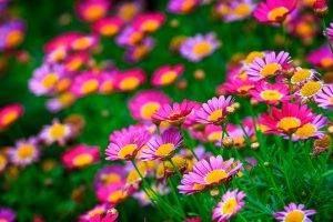 flowers, Nature, Pink Flowers